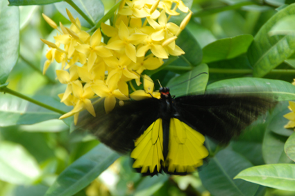 Тройдес на цветке
