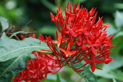 Цветок- нектаронос