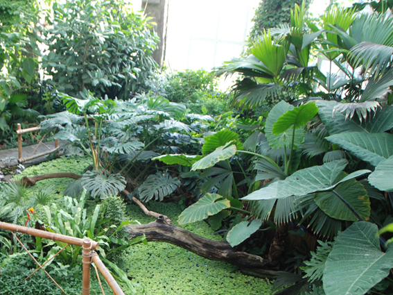 Общий вид выставки бабочек