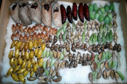 Куколки бабочек