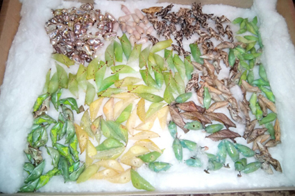 Куколки бабочек