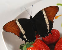 Siproeta epaphus. Ареал распространения эпафа - от Мексики до Перу. Бабочки летают по опушкам лесов на высоте от 1 до 2 м в поисках цветков лантаны. Питаются нектаром.  