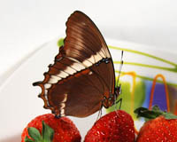 Siproeta epaphus. Самцы пьют воду,  а также растворяют и всасывают нерастворимые неорганические соединения из влажного песка. У гусениц по три волоска на каждом сегменте и два рога на голове.