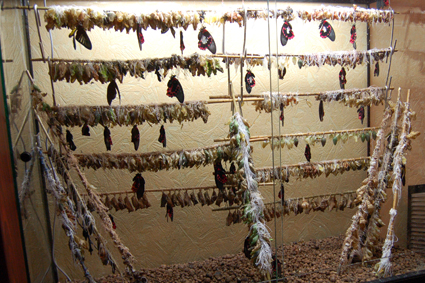 Террариум на 500-700 бабочек в неделю.