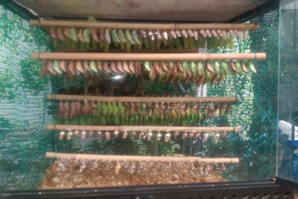 Типичный террариум на 200-300 бабочек в неделю.