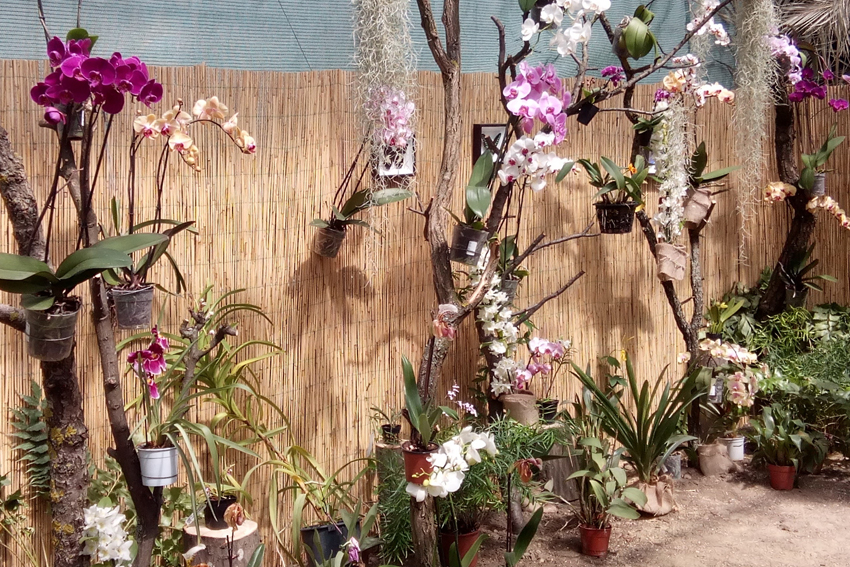 Выставка орхидей и бабочек в Умани.