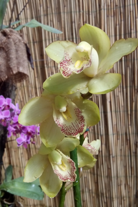 Выставка орхидей и живых бабочек.