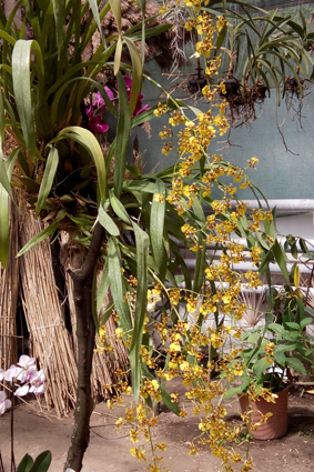 Живые бабочки с орхидеями.