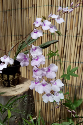 Совмещенная экспозиция бабочек и орхидей.