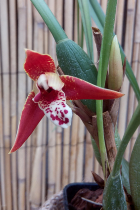 Бабочки и орхидеи на выставке в Умани.