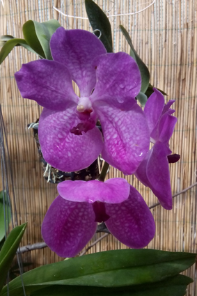 Выставка орхидей и бабочек в Умани.