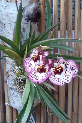 Живые бабочки с орхидеями.