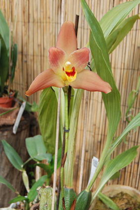 Выставка бабочек и орхидей в Софиевском парке.