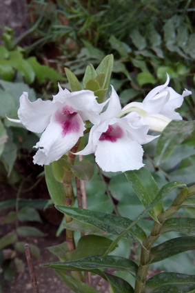 Совмещенная экспозиция бабочек и орхидей.