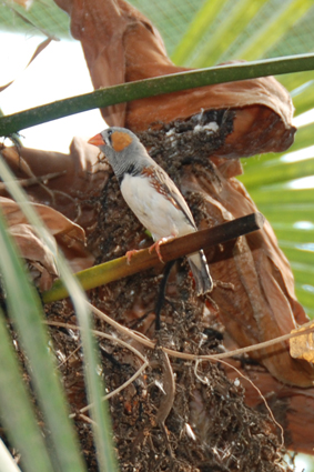 Живые бабочки с орхидеями.