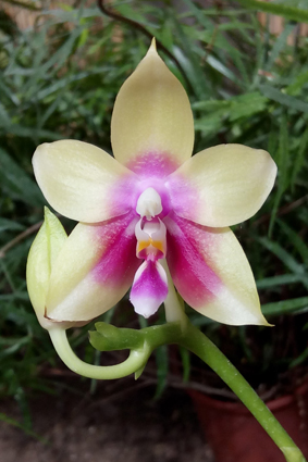 Бабочки и орхидеи на выставке в Умани.