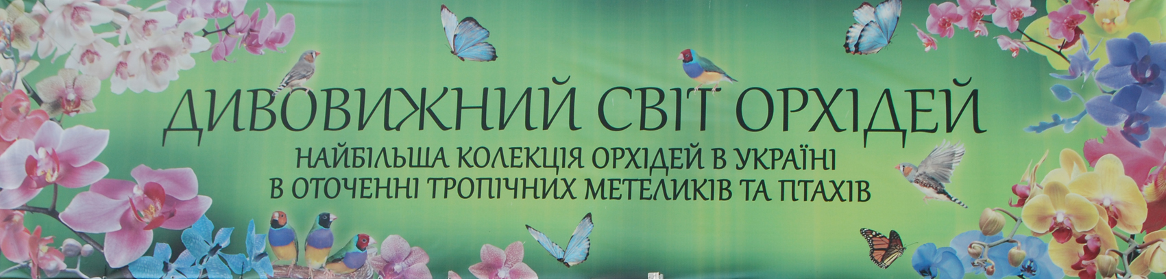 Выставке орхидей и живых бабочек в Умани.