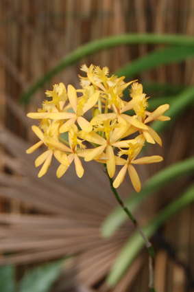 Бабочки и орхидеи на выставке в Умани.