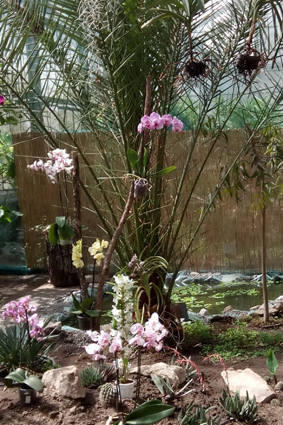 Живые бабочки с орхидеями.