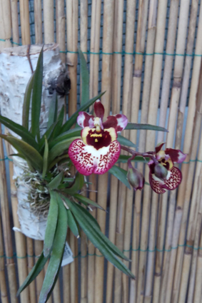 Экспозиция орхидей и бабочек.