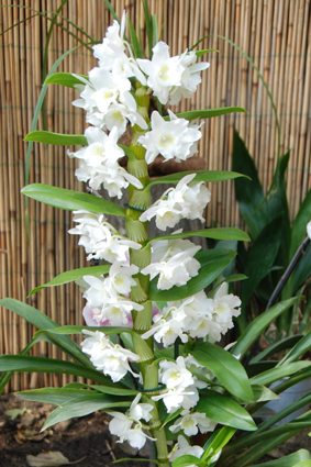 Выставка орхидей и живых бабочек.