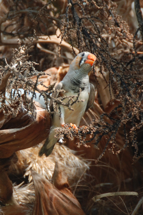 Выставка орхидей и бабочек в Умани.