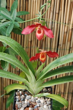 Экспозиция орхидей и бабочек.