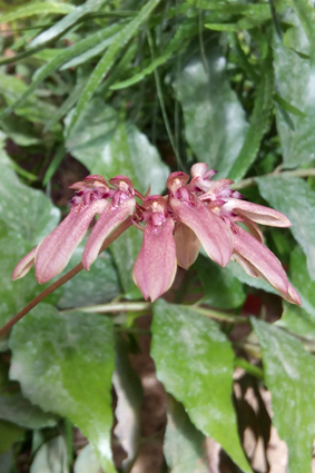 Экспозиция орхидей и бабочек.