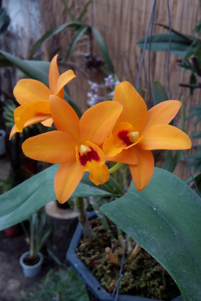 Выставка бабочек и орхидей в Софиевском парке.