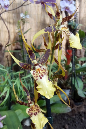 Выставка орхидей и живых бабочек.