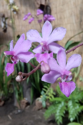 Совмещенная экспозиция бабочек и орхидей.