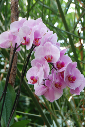 Выставка орхидей и бабочек в Умани.