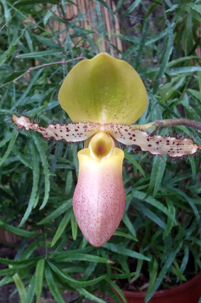 Выставка орхидей и живых бабочек.