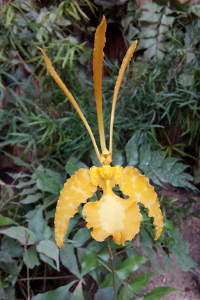 Экспозиция орхидей и бабочек.