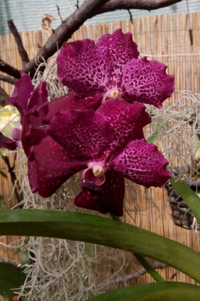 Бабочки и орхидеи на выставке в Умани.