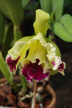 Совмещенная экспозиция бабочек и орхидей.