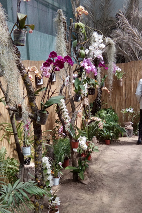 Выставка бабочек и орхидей в Софиевском парке.