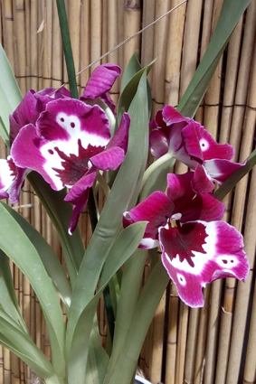 Выставка орхидей и бабочек в Умани.