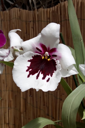 Выставка бабочек и орхидей в Софиевском парке.