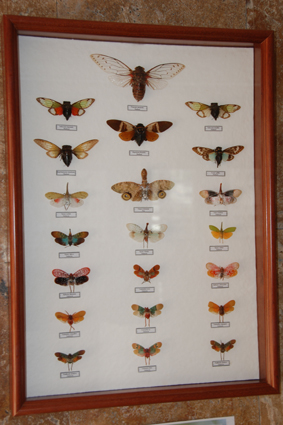 Цикады и фонарницы.