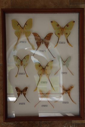 Бабочки рода комета.