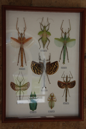 Палочники и листовидки.