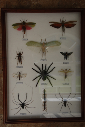 Саранчи, кузнечик, пауки и прочие.