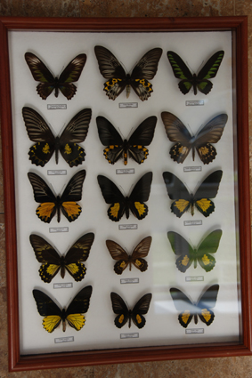 Тройдесы и трогоноптеры.