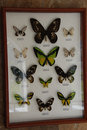 Орнитоптеры и другие парусники.