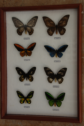 Орнитоптеры.