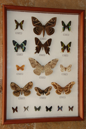 Брамеи и самая крупная совка агриппина.