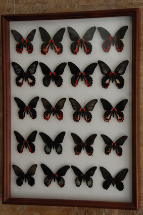 Papilio rumanzovia различные формы, гибриды, гинандроморфы.