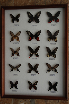 Атрофанеры.