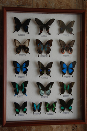 Парусники Юго-Восточной Азии.